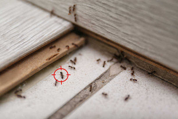Best Best Pest Control Companies  in Shelton, WA