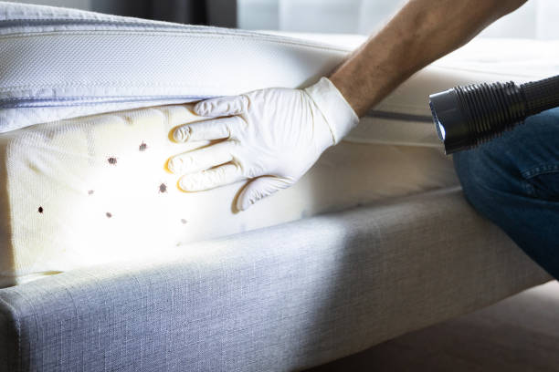 Best Pest Control Near Me  in Shelton, WA