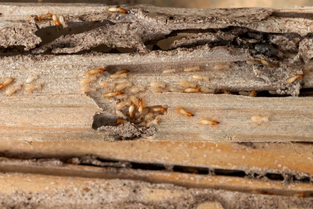 Best Bed Bug Extermination  in Shelton, WA