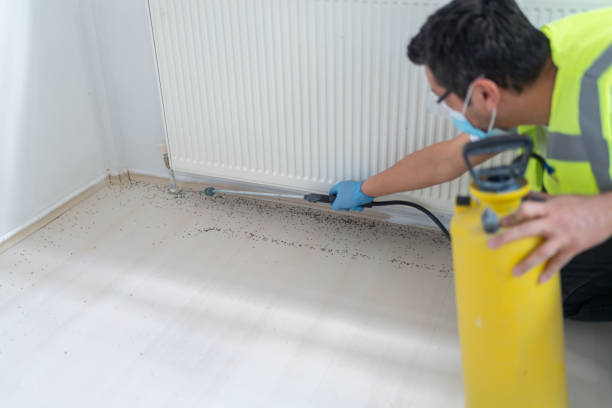 Best Termite Control Services  in Shelton, WA